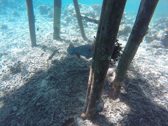 Schade, der versteckt sich gerade..