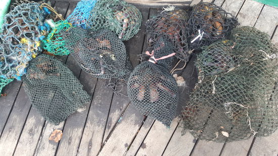 Oh neiinn.....das sind ganz viele "Palmdiebe" diese Riesenkrebse mit den Megazangen die Kokosnüsse knacken können. Wir kennen sie von Sulawesi