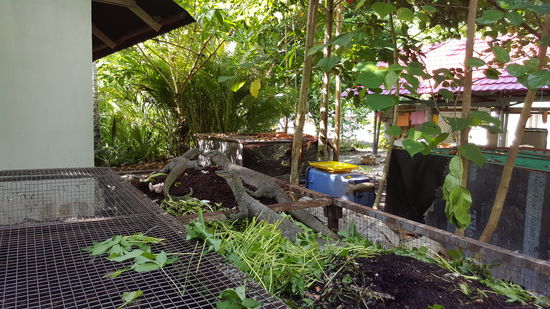 Hinter der Küche ist so eine Art Komposter , da treiben sie sich wohl am liebsten rum und sind am fressen...