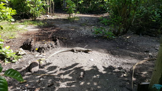 In diesem Edel Resort gibt es massenhaft dieser großen Echsen..