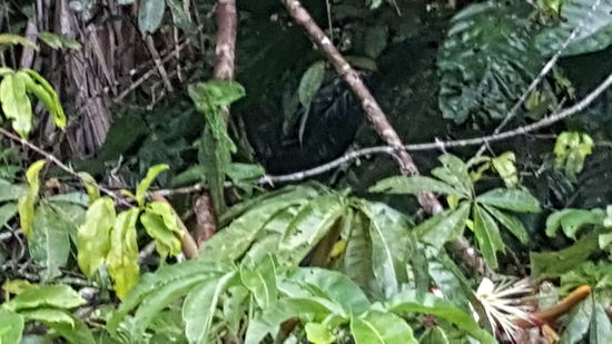 Als erstes sehen wir eine kleinen grünen Drachen...