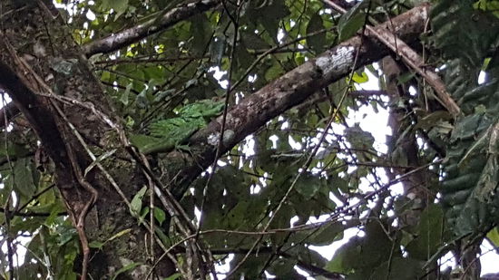 Ein grüner Leguan--ein Männchen..