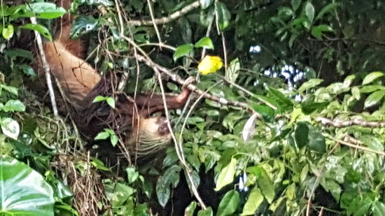 Dann ein junges Faultier, welchs sich einen Pltz zum schlafen sucht...