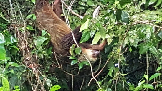 ..es krabbelt ttsächlich einige Meter zu einer neuen Stelle...