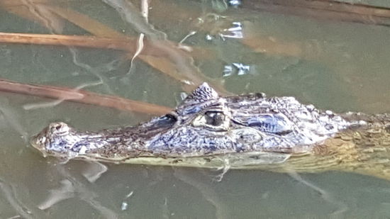 Kaimane gibt es hier jede Menge