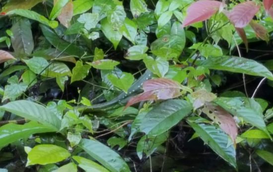 Suchbild: Wo ist die Echse??