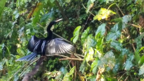 ...dieser shöne Vogel trocknet sein Gefieder-sogar auf dem Rückweg sehen wir ihn wieder in derselben Position..
