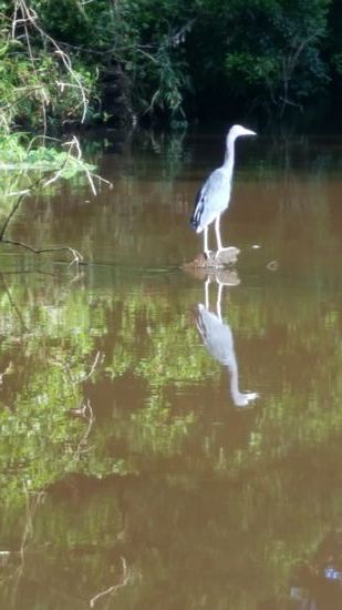 Ein ...??--zu schön ist das Spiegelbild...