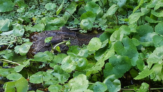 Noch ein Kaiman
