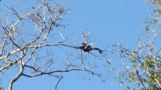 Wir sehen einige Klammeraffen weit oben in den Bäumen