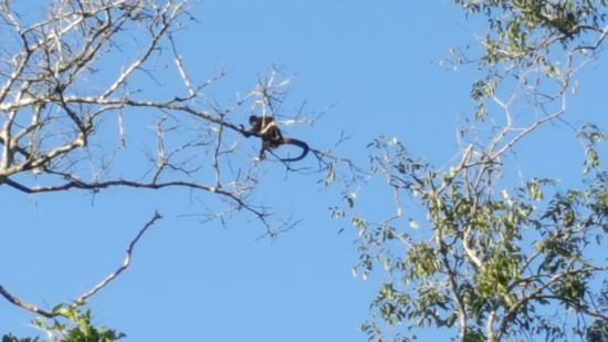 Klammeraffe oben im Baum