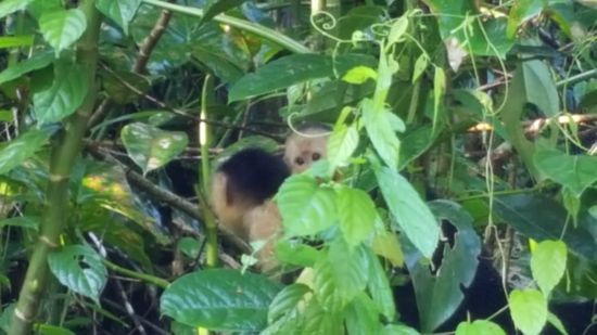 Da lugt ein Kapuzineräffchen aus dem Gebüsch