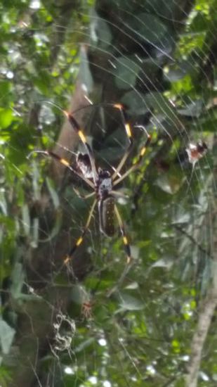 Eine Radnetzspinne...brrr...