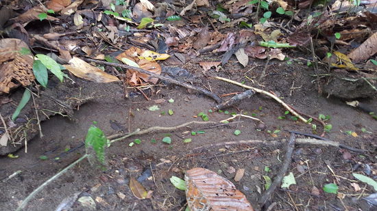 Blattschneide- Ameisen bei ihrer Arbeit