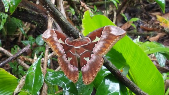 Ein riesiger Nachtfalter