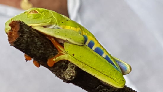 Ein schlafender Frosch