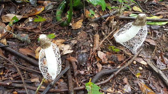 Ich hätte fast gedacht, dass hier Leute ihren Müll weggeworfen haben, aber es sind Pilze!
Sie heißen "Schleierdame" und ist eine Stinkmorchel.