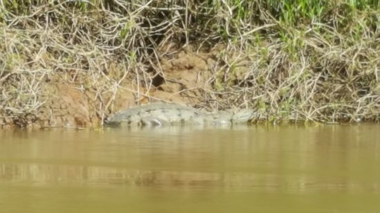 Unterwegs sehen wir wieder Kaimane..