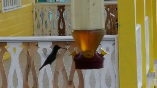Hier sieht man auch viele Kolibris die mir etwas Süßem angelockt werden