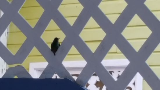 Mit ihren langen Schnäbeln kommen sie tief in die Blüten rein