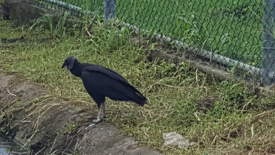 Unterwegs sehen wir wieder diese schönen Geier...