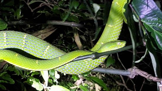 Von diesen giftigen grünen Vipern haben wir einige gesehen....diese hat gerade gefressen , man sieht den dicken Bauch