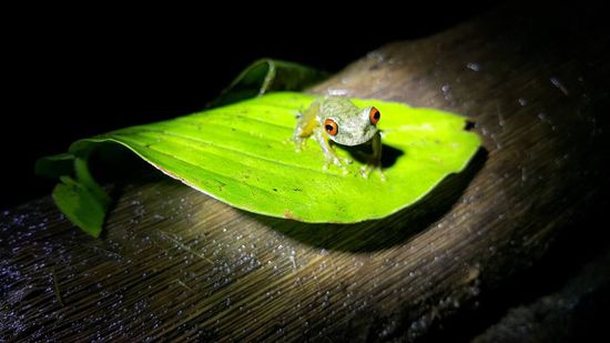 Den hat er uns aus dem Bach geholt...