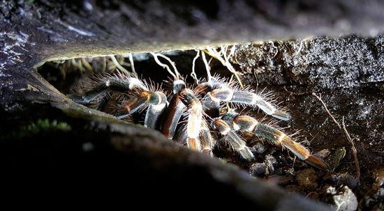 Diese "Red knee" Tarantel lag in einem Baum, Marco hat sie mit einem Stock rausgekitzelt für ein Foto