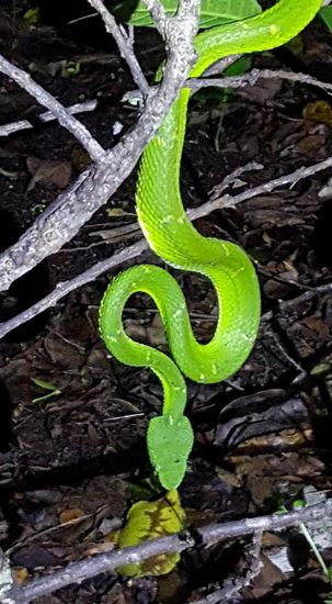 Wieder eine von den hochgiftigen Vipern. Nach einem Biss von diesen hat man etwa 6 Stunden Zeit um in ein Hospital zu kommen