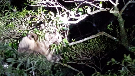 Das Faultier bewegt sich kaum, aber es ist zu süß anzuschauen. Ich könnte da stundenlang stehen