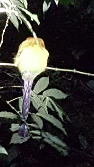 Dieser Vogel heißt Mogmog oder so ähnlich...