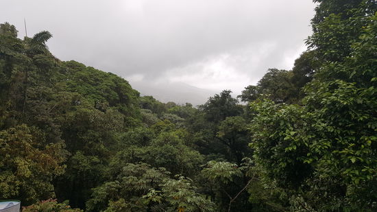 Aussicht auf den Regenwald