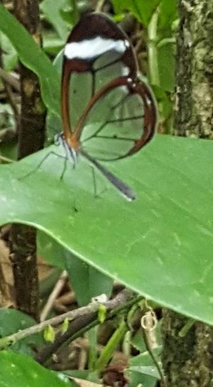 Dieser Schmetterling hat durchsichtige Flügel--man kann richtig durchschauen...