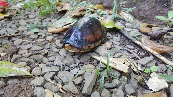 Immerhin eine Schildkröte die auf dem Weg liegt..
