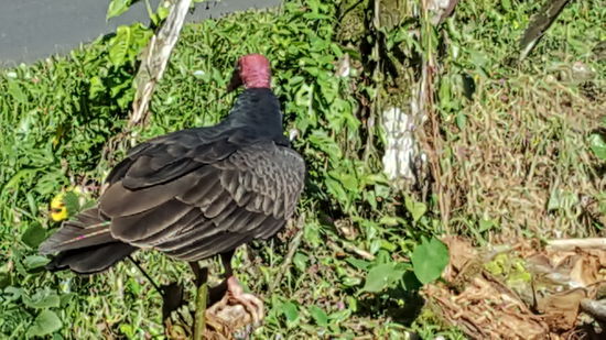 Das sind doch Geier, oder????