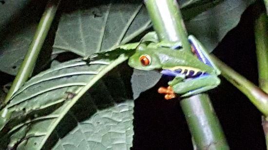 Den süßen Kerl haben wir noch gestern Abend gesehen. Der kann mit seinen großen Klebefüßen kaum gehen....