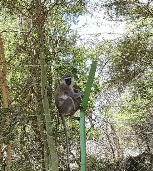 Vorher hat Tine noch ein Foto von den Affen eingefangen.