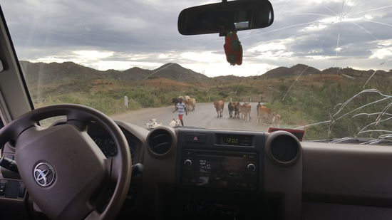 Immer wieder bremsen, weil ein Kind eine Herde ausgemergelter Kühe die Straße entlang treibt.
