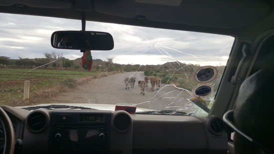 Man kann wirklich die einzelnen Rippen der Tiere sehen.