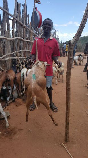 Ziegen werden so gewogen