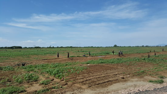 Auf den Feldern wir hart gearbeitet.