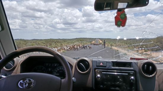 Immer wieder Tiere und Menschen, denen wir ausweichen müssen.