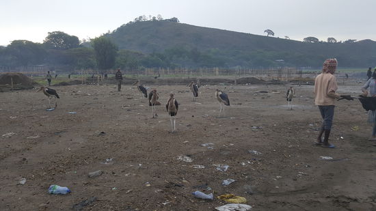 Hier warten unzählige riesige Marabus auf Fischreste..