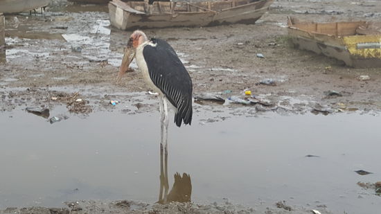 Diese Vögel sehen wirklich zu hässlich aus...