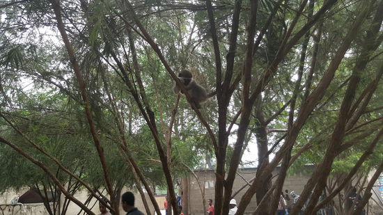 Man achte auf das Äffchen von Pippi Langstrumpf oben im Baum