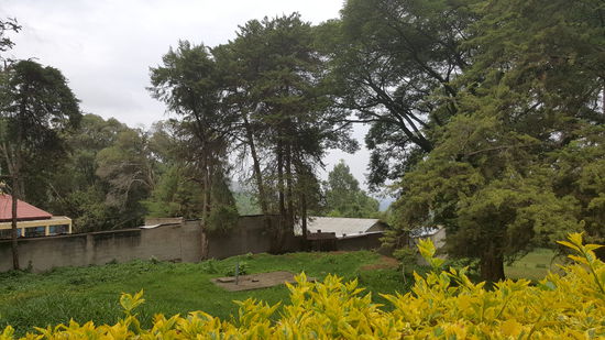 Blick vom Palastpark--da spazieren ein paar Affen..