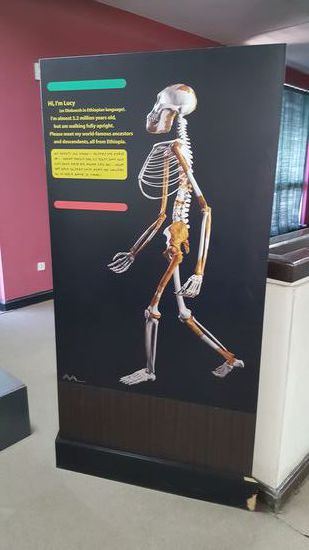 Lucy ist die Attraktion des Museums.