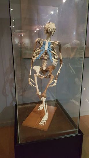 Nochmal Lucy allein....sie war nur knapp einen Meter groß..Als sie 1974 gefunden wurde, kam gerade das Lied von den Beatles "Lucy in the sky with diamonds" raus--deshalb bekam sie diesen Namen.