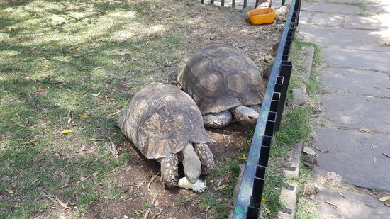 Die sind am futtern....