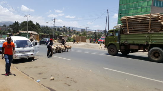 Hier wird eine Schafherde zum Markt getrieben.